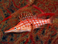   Oxycirrhites typus Longnose hawkfish  